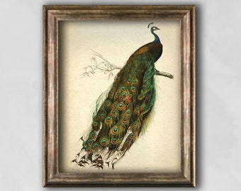 Vintage Peacock Illustration Print, Rustic Bird Wall Art