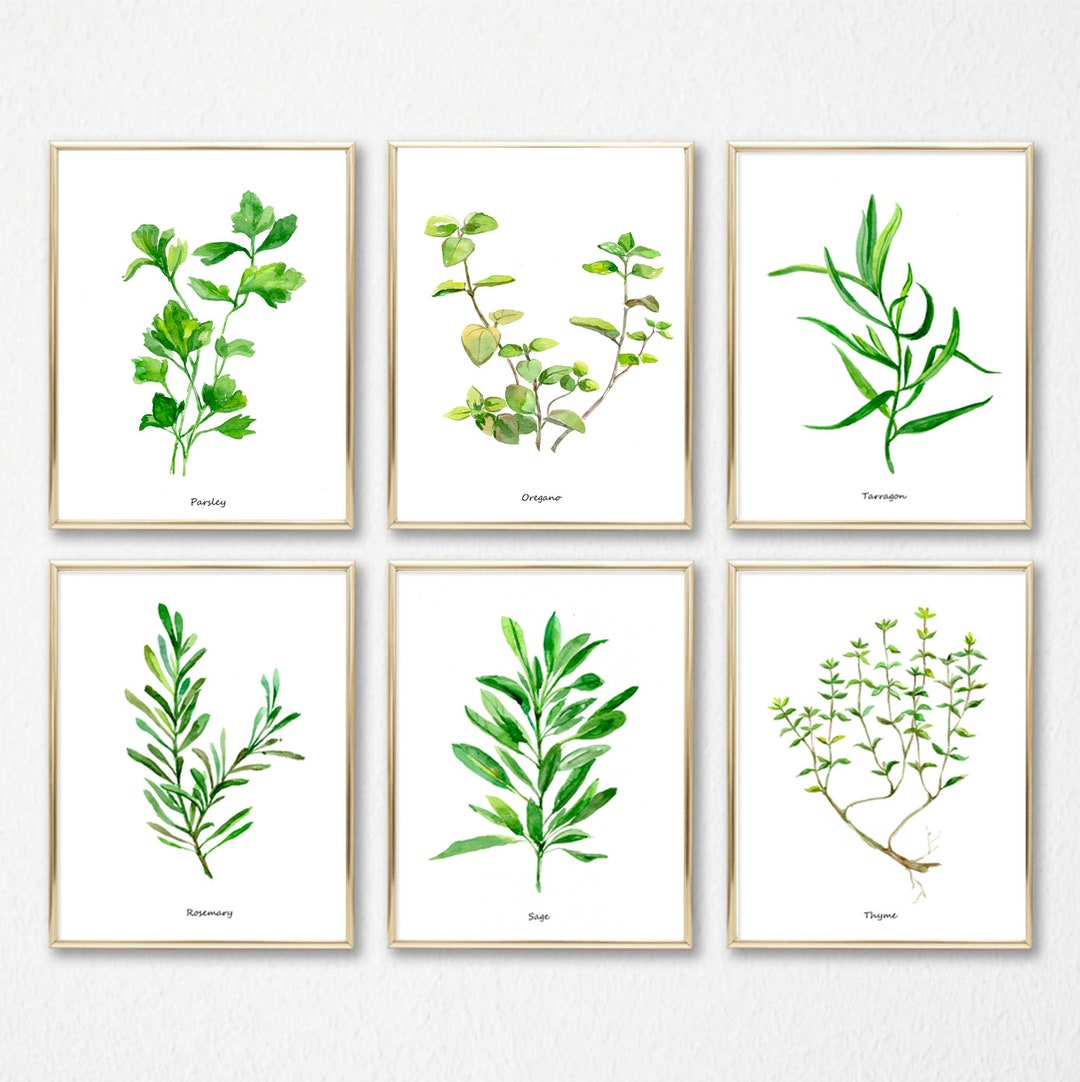 Watercolor Herbs Print Set – Botanical Kitchen Wall Decor - Etsy