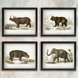 Zoology Print - set of 4 vintage posters, Antique Animal wall art, Zoological art print, Hippopotamus Bear Rhinoceros Elephant illustration