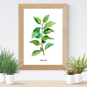 Café, thé plantes lot de 2 Illustrations botaniques de laquarelle, aquarelle cuisine affiche, café, thé vert les plantes Illustrations, WallArt image 4