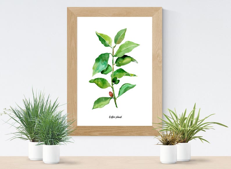 Café, thé plantes lot de 2 Illustrations botaniques de laquarelle, aquarelle cuisine affiche, café, thé vert les plantes Illustrations, WallArt image 4