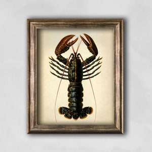 Lobster print, Vintage Lobster Zoology wall art, Science antique illustration, Zoology gift idea, Rustic Marine poster, Crustaceans art