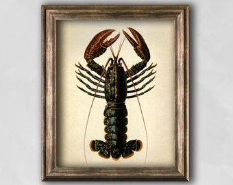 Lobster print, Vintage Lobster Zoology wall art, Science antique illustration, Zoology gift idea, Rustic Marine poster, Crustaceans art