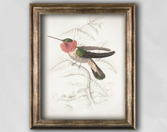 Hummingbird vintage print, Calibri bird poster, Antique hummingbird print, Ornithology vintage wall decor, Home wall art