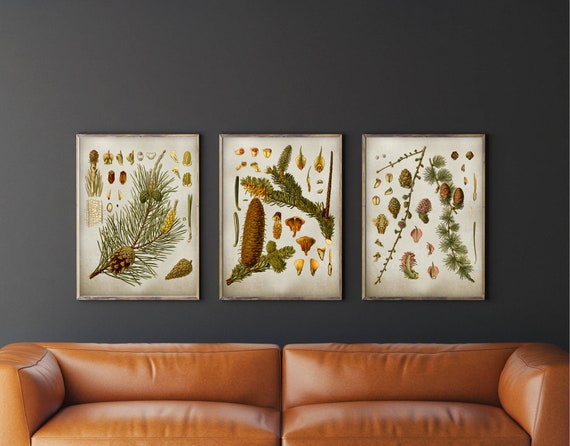 Vintage Pine Botanical Print Set, Antique Illustrations, Christmas Wall Decor