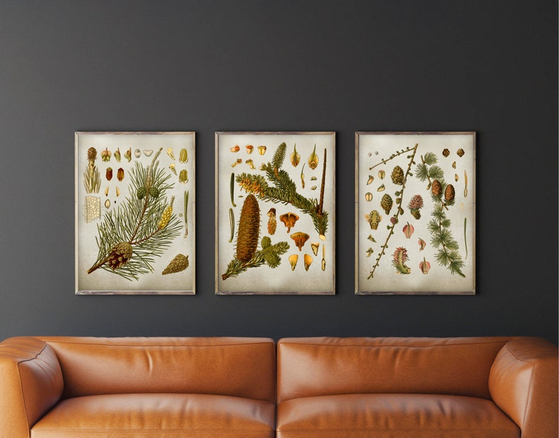 Op de afbeelding: Drie vintage botanische illustraties van dennentakken en kegels. De illustraties zijn in tinten groen, bruin en geel en zijn gedrukt op een cr&egrave;mekleurige achtergrond.