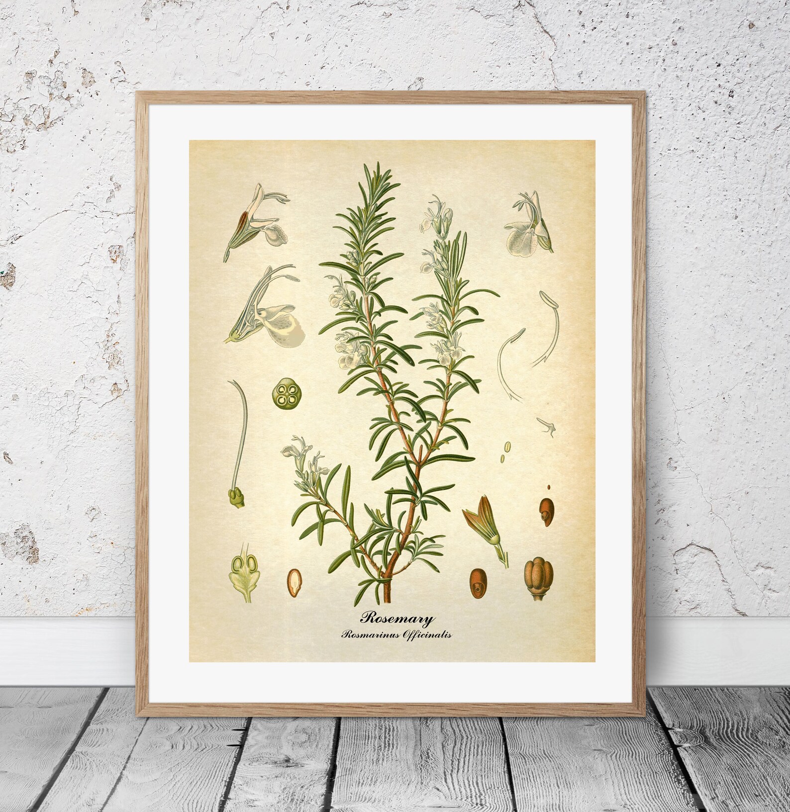 Botanical Prints Set of 3, Vintage Herbs, Kitchen Wall Art - Etsy
