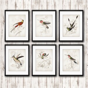 Hummingbird Art Prints – Set of 6 Vintage Ornithology Wall Decor