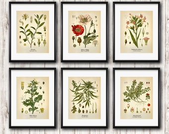 Drugs and smoking herbs set of 6 vintage botanical prints, Tobacco Opium Poppy Cocaine Marijuana Kinnikinnick plants illustration, Wall Art