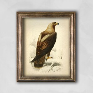 Pu&ograve; includere: Stampa vintage incorniciata di un'aquila. L'opera presenta un'illustrazione dettagliata di un'aquila con piume marroni e beige, un becco giallo e artigli gialli. L'aquila &egrave; appollaiata su una superficie innevata, su uno sfondo attenuato. La cornice &egrave; marrone.