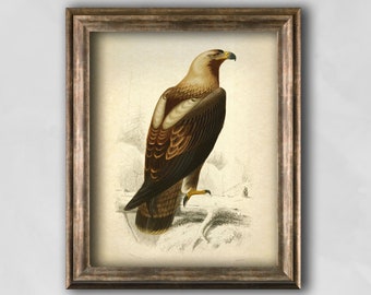 Eagle vintage Print, Eagle art poster, Zoology illustration, Bird Antique print, eagle scout gift, vintage animal wall decor