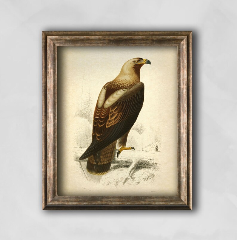 Pu&ograve; includere: Stampa vintage incorniciata di un'aquila. L'opera presenta un'illustrazione dettagliata di un'aquila con piume marroni e beige, un becco giallo e artigli gialli. L'aquila &egrave; appollaiata su una superficie innevata, su uno sfondo attenuato. La cornice &egrave; marrone.