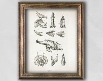 Vintage Triceratops Dinosaur Print, Fossil Illustration, Antique Gift
