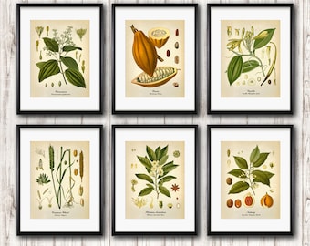 Botanical Art - set of 6 vintage botanical prints, Kitchen Wall decor, Pastry ingredients antique illustration, Fine art prints, Home decor