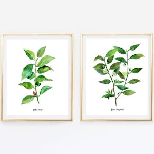 Café, thé plantes lot de 2 Illustrations botaniques de laquarelle, aquarelle cuisine affiche, café, thé vert les plantes Illustrations, WallArt image 1