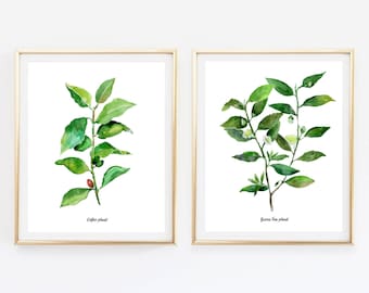 Coffee, Tea Plants - set of 2 Watercolor Botanical Illustrations, Watercolor kitchen poster, Coffee, Green Tea plants Illustrations, WallArt