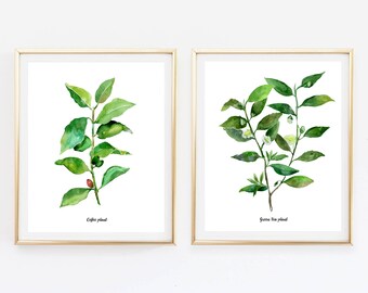 Coffee & Tea Plant Watercolor Print Set, Botanical Kitchen Wall Art