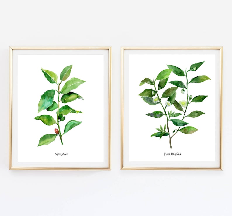 Café, thé plantes lot de 2 Illustrations botaniques de laquarelle, aquarelle cuisine affiche, café, thé vert les plantes Illustrations, WallArt image 1