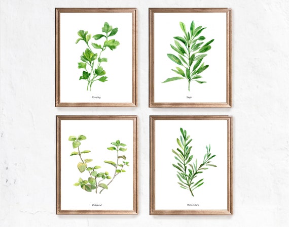 Watercolor botanical collection of herbs and spices by Ekaterina