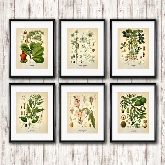 Botanical Art Set Of 6 Vintage Botanical Posters Kitchen Etsy