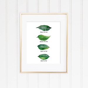 May include: A framed watercolor illustration of four tea leaves, labeled "Chinese Tea Leaf", "Japanese Tea Leaf", "Ceylon Tea Leaf", and "India Tea Leaf".