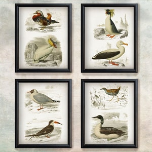 Sea Bird Prints - set of 4 vintage posters, Antique Sea Bird wall art, Zoology art print, Bird science illustration, Sea animals wall art