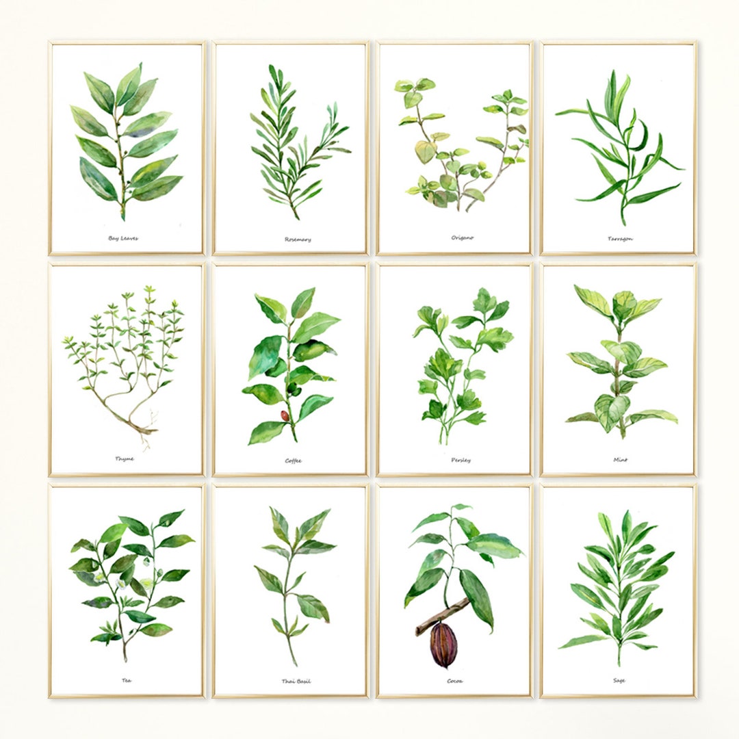 Herbs Set of 12 Watercolor Botanical Illustration Kitchen - Etsy