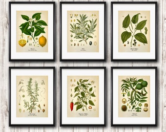 Botanical Art - set of 6 vintage botanical prints, Kitchen Wall decor, Medical plants antique illustration, Fine art prints, Home art decor