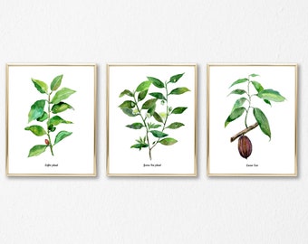 Coffee Tea Cacao - set of 3 watercolor botanical Illustrations, Watercolor posters, Home and Kitchen Wall Art decor,  watercolor Art posters