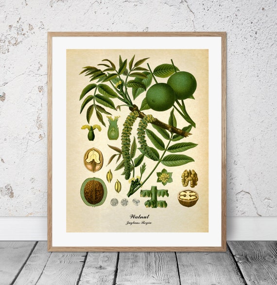 Limes /& Walnuts Digital Prints Prints of Food French Art Engravings Vintage Botanical Prints Bohemian Set of Two Prints for Kitchen