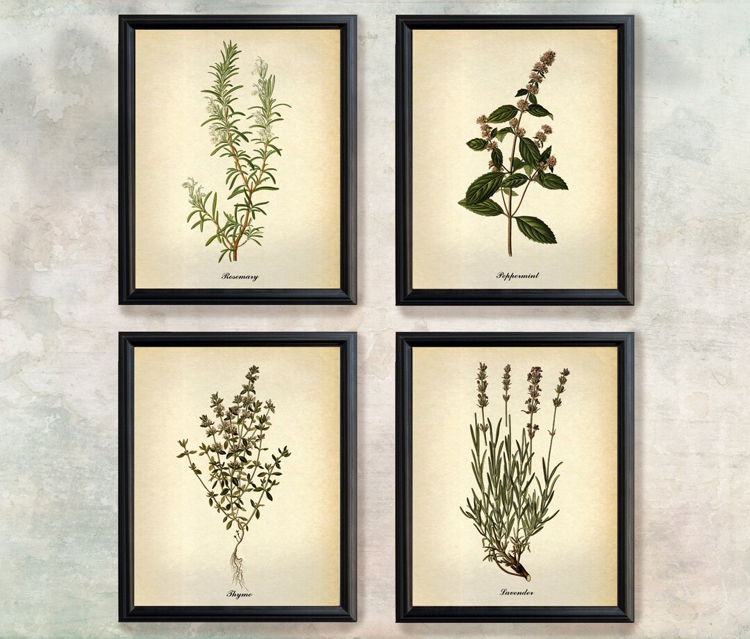 botanical herb prints set of 4 unframed botanical herb... Vintage Herbs Botanical Prints, Kitchen Wall Art, Set of 4 - Etsy