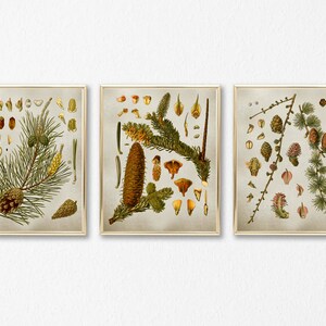 Op de afbeelding: Drie vintage botanische illustraties van dennentakken met kegels, naalden en zaden. De illustraties zijn in tinten groen, bruin en geel en zijn geplaatst op een lichtgrijze achtergrond.