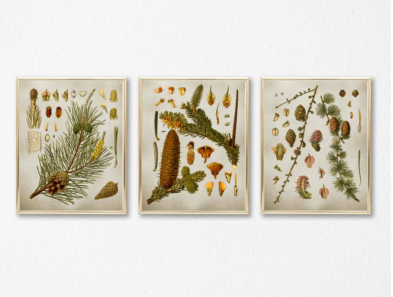 Op de afbeelding: Drie vintage botanische illustraties van dennentakken met kegels, naalden en zaden. De illustraties zijn in tinten groen, bruin en geel en zijn geplaatst op een lichtgrijze achtergrond.