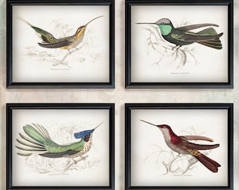 Vintage Hummingbird Print Set – Antique Ornithology Wall Art