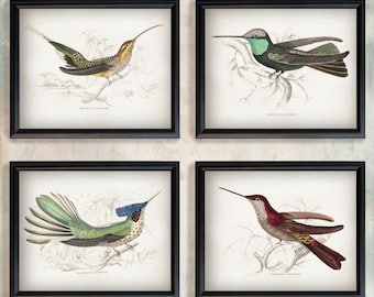 Hummingbird Print - set of 4 vintage posters, Antique Bird wall art, Hummingbird art print, Bird science illustration, Ornithology print