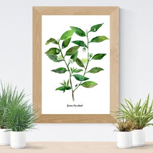 Café, thé plantes lot de 2 Illustrations botaniques de laquarelle, aquarelle cuisine affiche, café, thé vert les plantes Illustrations, WallArt image 5