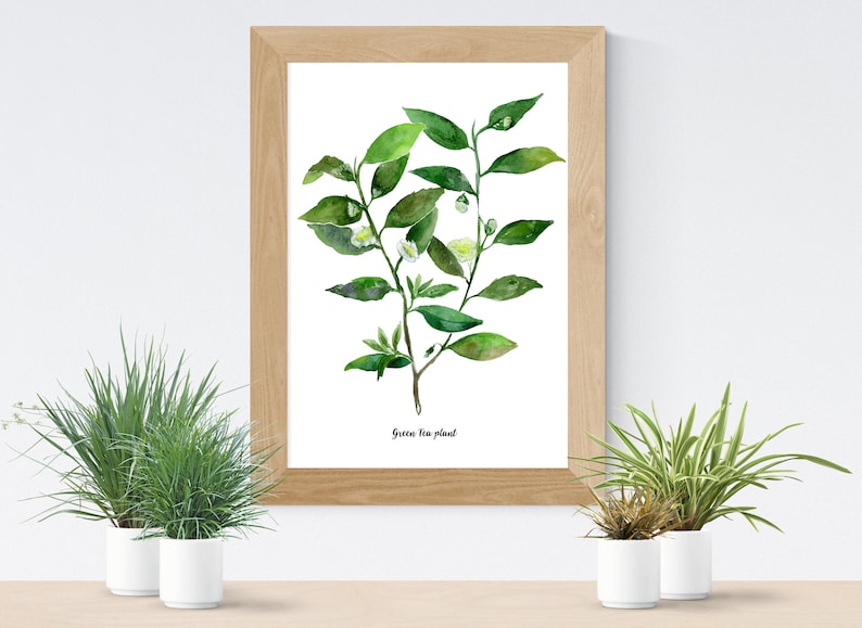 Café, thé plantes lot de 2 Illustrations botaniques de laquarelle, aquarelle cuisine affiche, café, thé vert les plantes Illustrations, WallArt image 5