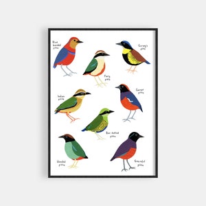 Famiglia di uccelli Pitta - Regalo della natura - Decorazione della stanza dei bambini