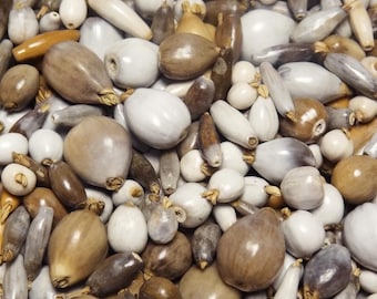 25 grams of various Job&#39;s tears (Coix sp.) or approximately 300 seeds, variable sizes, shapes and colors, not all are viable