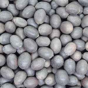 25 grams of Sacred Lotus seeds (Nelumbo nucifera) or about 25 raw seeds, undrilled, viable, harvested in India