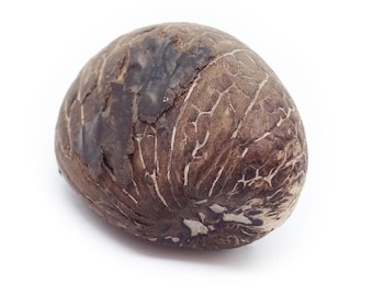 1 stort rått vegetabiliskt elfenbens- eller taguafrön (Phytelephas macrocarpa), cirka 45 mm långt, väger minst 40 gram
