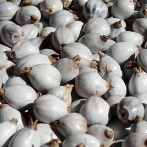 25 gram stora vita Jobs tårar (Coix lacryma jobi), eller cirka 75 frön på 10 mm, skördade på Madagaskar
