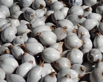 25 grams of big Job&#39;s Tears (Coix lacryma jobi) or about 75 seeds, 10mm long harvested in Madagascar 2020