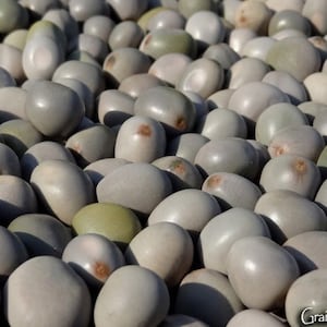 50 grams of grey Niker beans (Caesalpinia bonduc) or about 24 seeds not pierced