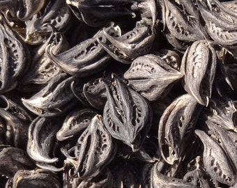 25 grams of Cat's Claws (Martynia annua) or about 23 seeds Raw, undyed, harvested in Sri Lanka