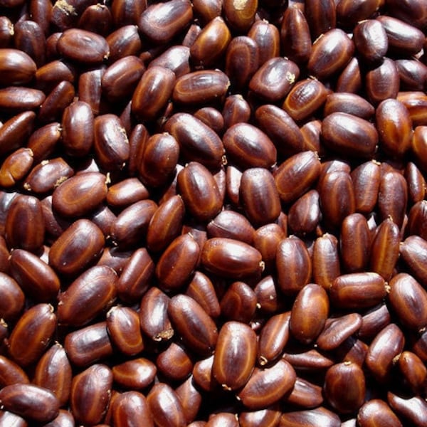 25 grammes de graines d'Arbre à pluie (Albizia saman) soit environ 138 graines, non percées.