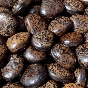 50 grams of bull's eye Mucuna gigantea or about 10 seeds, glossy, not pierced image 1