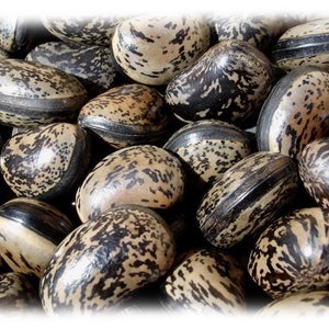 50 grams of  bull's eye from Philippines (Mucuna diplax) or about 14 seeds not pierced