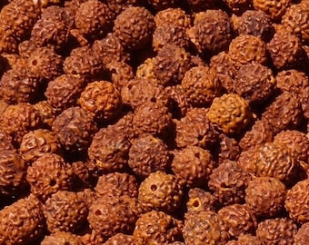25 grams of Rudraksha (Elaeocarpus ganitrus) ocher color,  12mm in diameter, or about 28 seeds