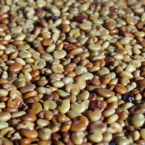 May include: A close-up image of a large pile of brown and yellow seeds. The seeds are small and oval-shaped, with a slightly rough texture.